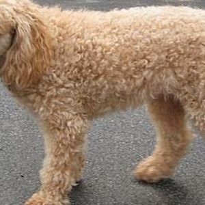 Meet your Posher, Asharie